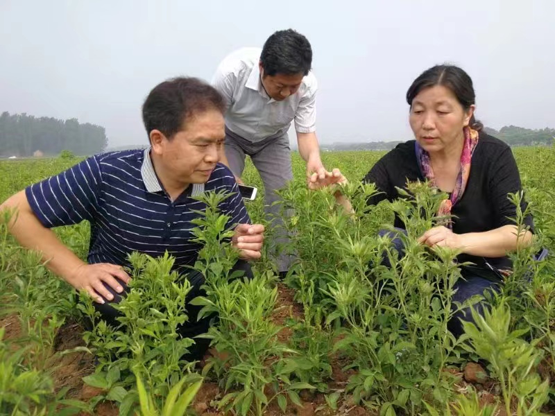 江苏省中医院主任中药师朱育凤(右) 受访者供图 江苏省中医院主任中药师朱育凤(右) 受访者供图